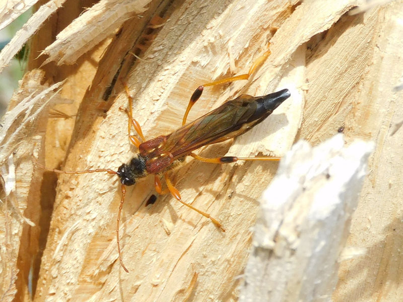 Gros coléoptère guêpe — Bild 1