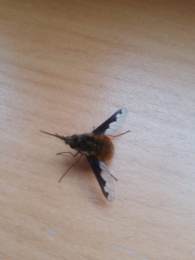 Gros flotteur en laine — Bild 1