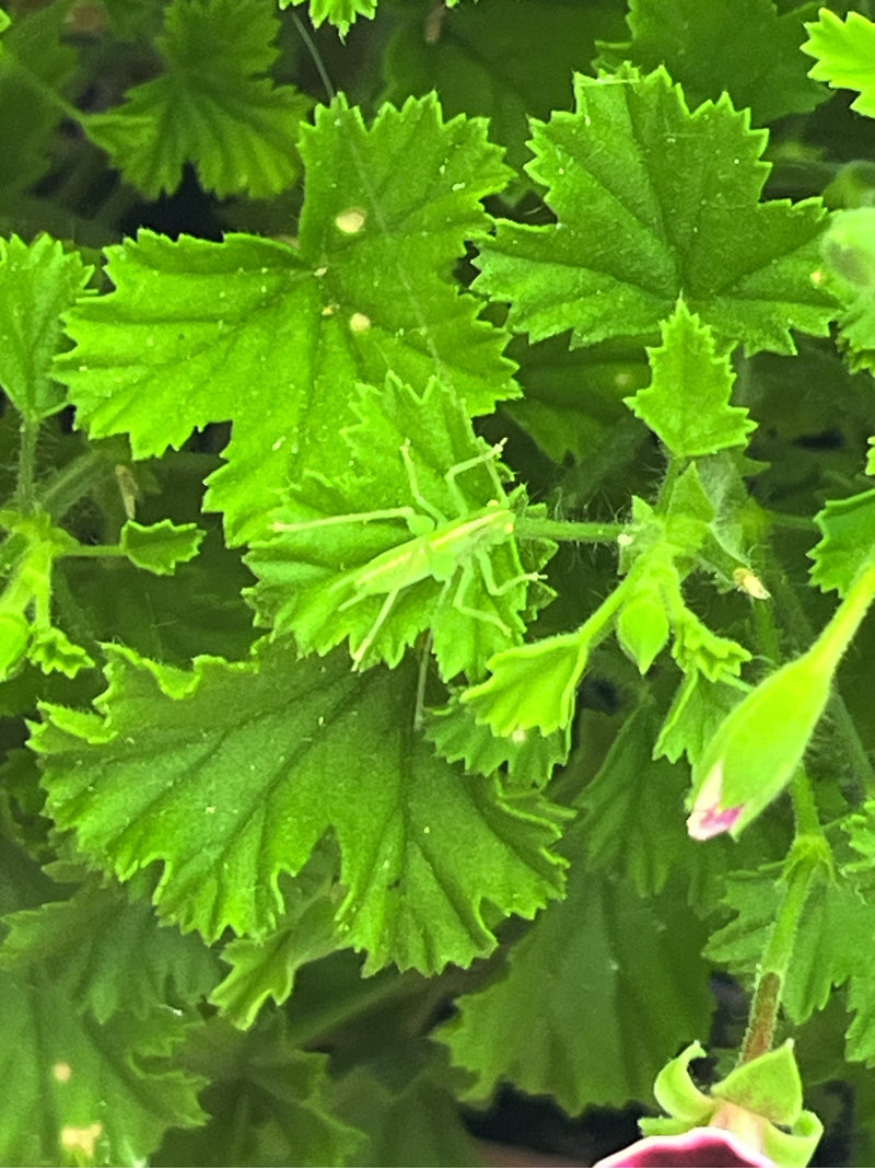 L'image montre une nymphe de grande sauterelle verte posée sur une feuille verte. La perspective en plongée capture le jeune insecte dans son environnement n...