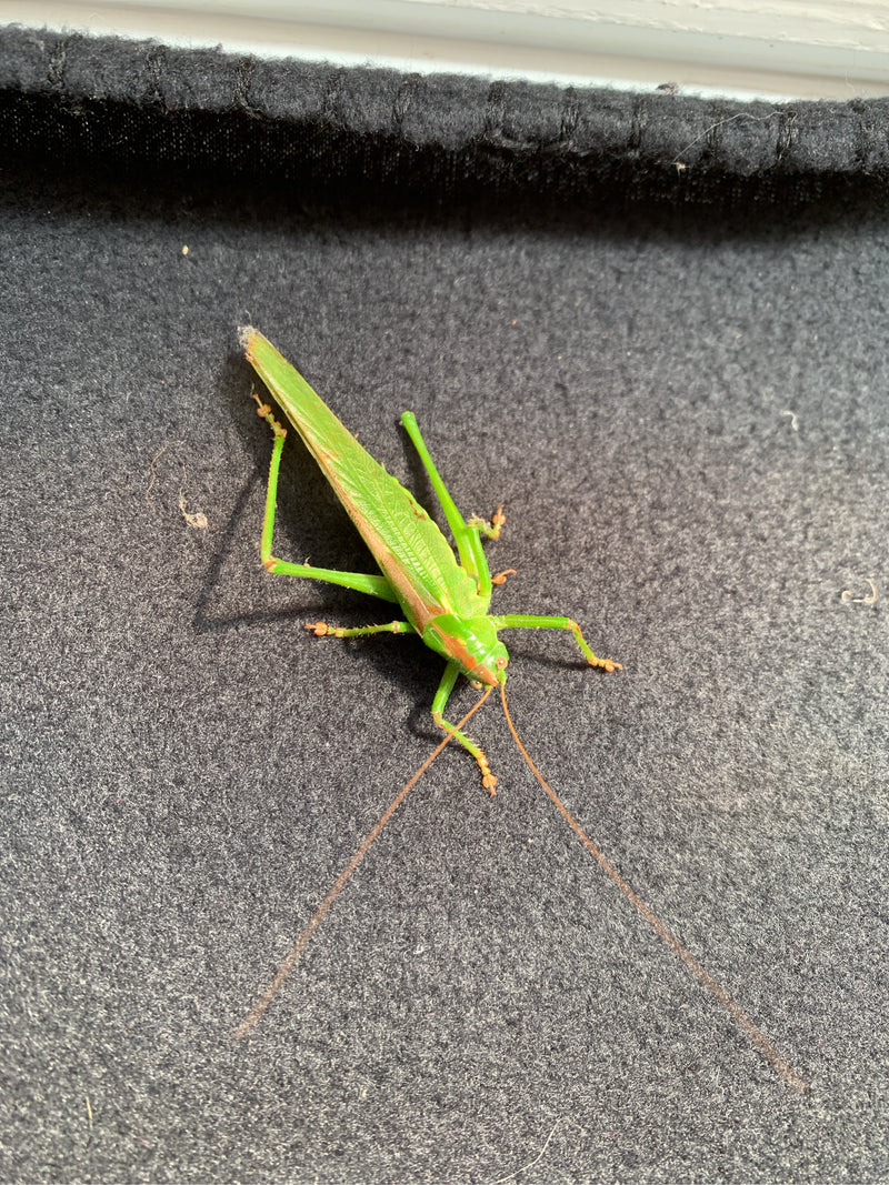 Une grande sauterelle verte adulte repose sur une surface textile sombre, vue de dessus.