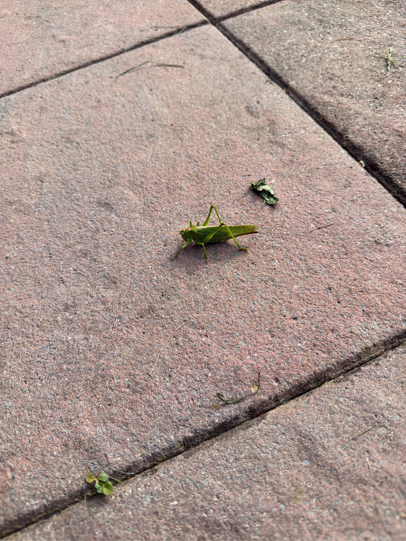 Une grande sauterelle verte est posée sur un sol pavé de pierres rouges. L'insecte est vu de profil.