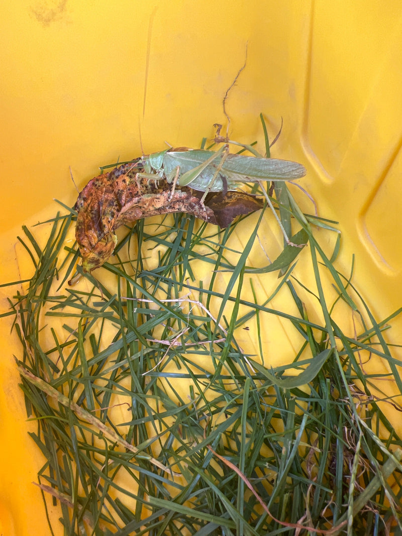Une grande sauterelle verte est assise sur une feuille desséchée dans un récipient jaune avec de l'herbe. L'insecte est bien visible et montre sa couleur ver...