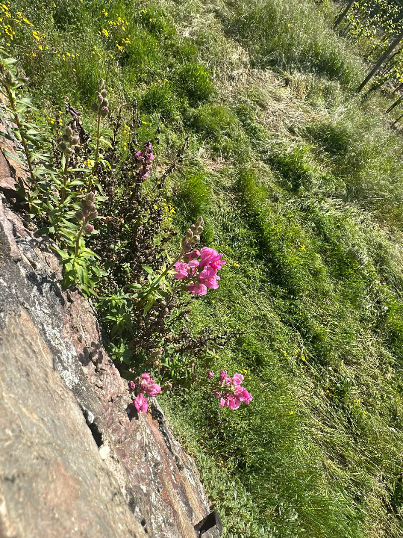 Mufliers — Bild 2