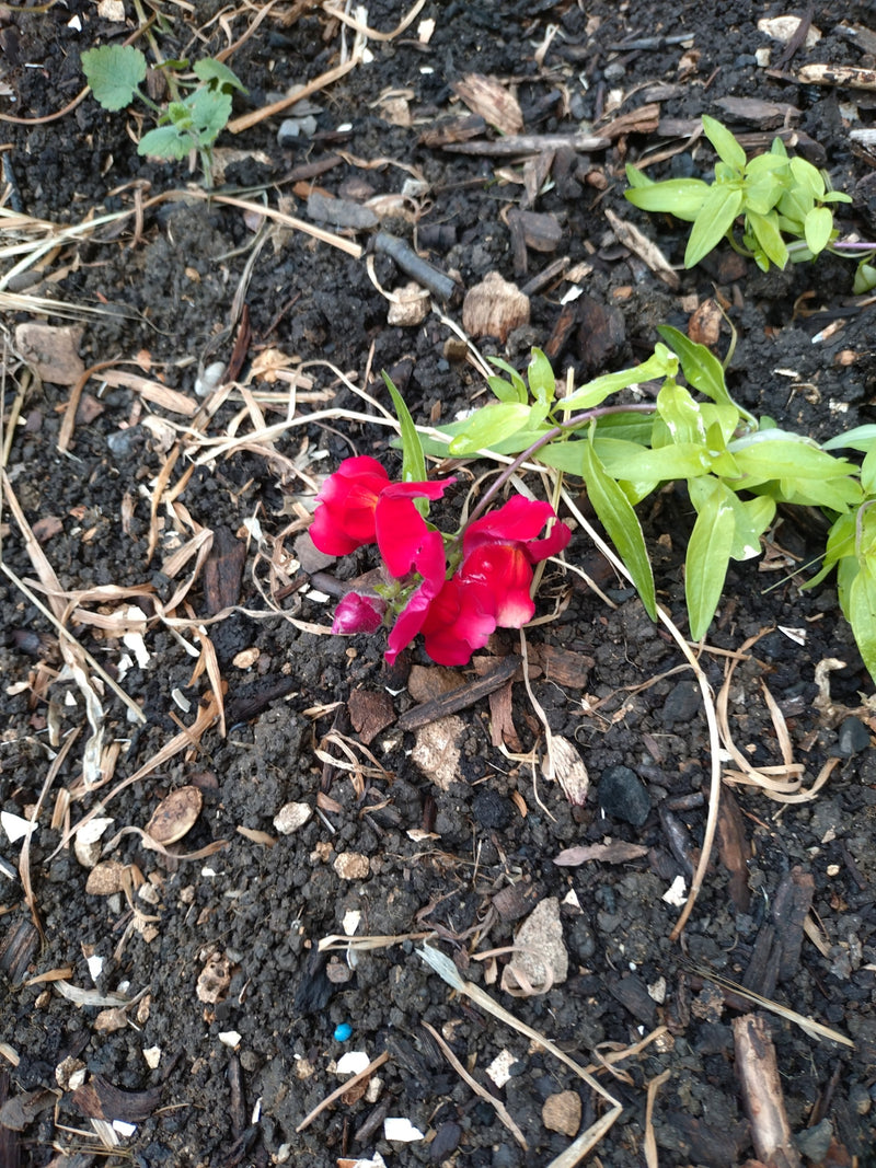On peut voir des fleurs rouges frappantes et des feuilles vertes d'un muflier poussant près sur un sol de jardin sombre. La plante présente ses fleurs caract...