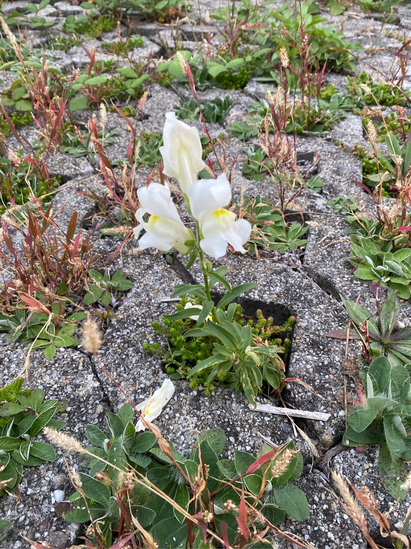 Un grand muflier à fleurs blanches pousse dans l'interstice d'un pavé en béton.