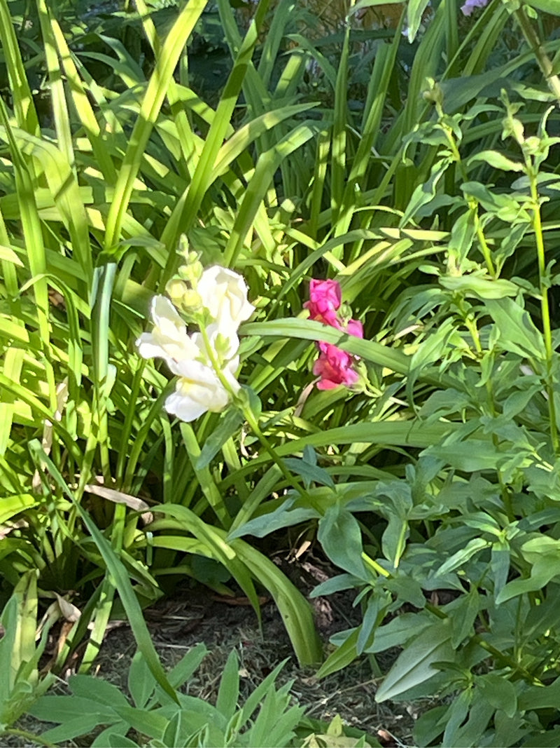 On peut voir des fleurs blanches et roses de muliers, qui poussent au milieu d'un feuillage vert dans un jardin.