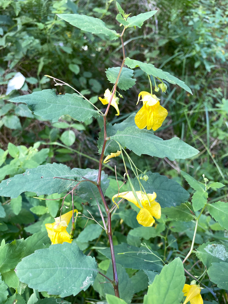 Großes Springkraut — Bild 1