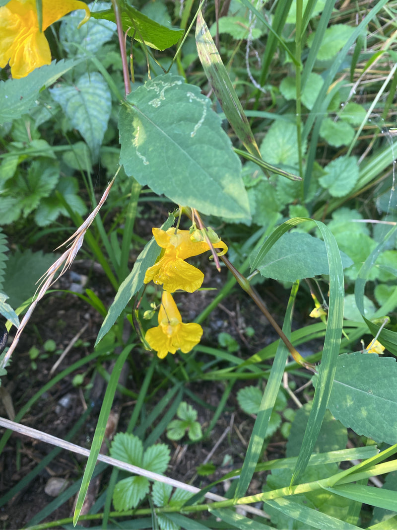 Großes Springkraut — photo 3 sur 3