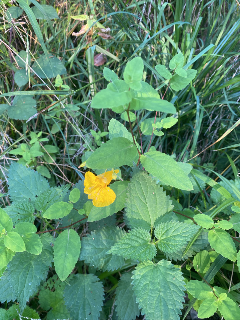 Großes Springkraut — photo 1 sur 3