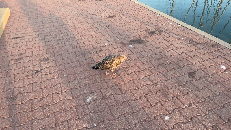 Grande mouette — Bild 1