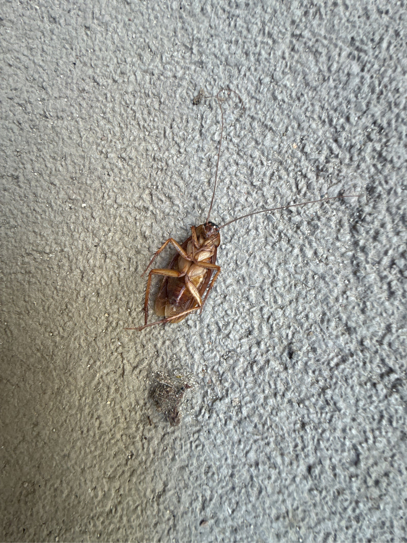 Grande blatte (Periplaneta sp.) — Bild 2