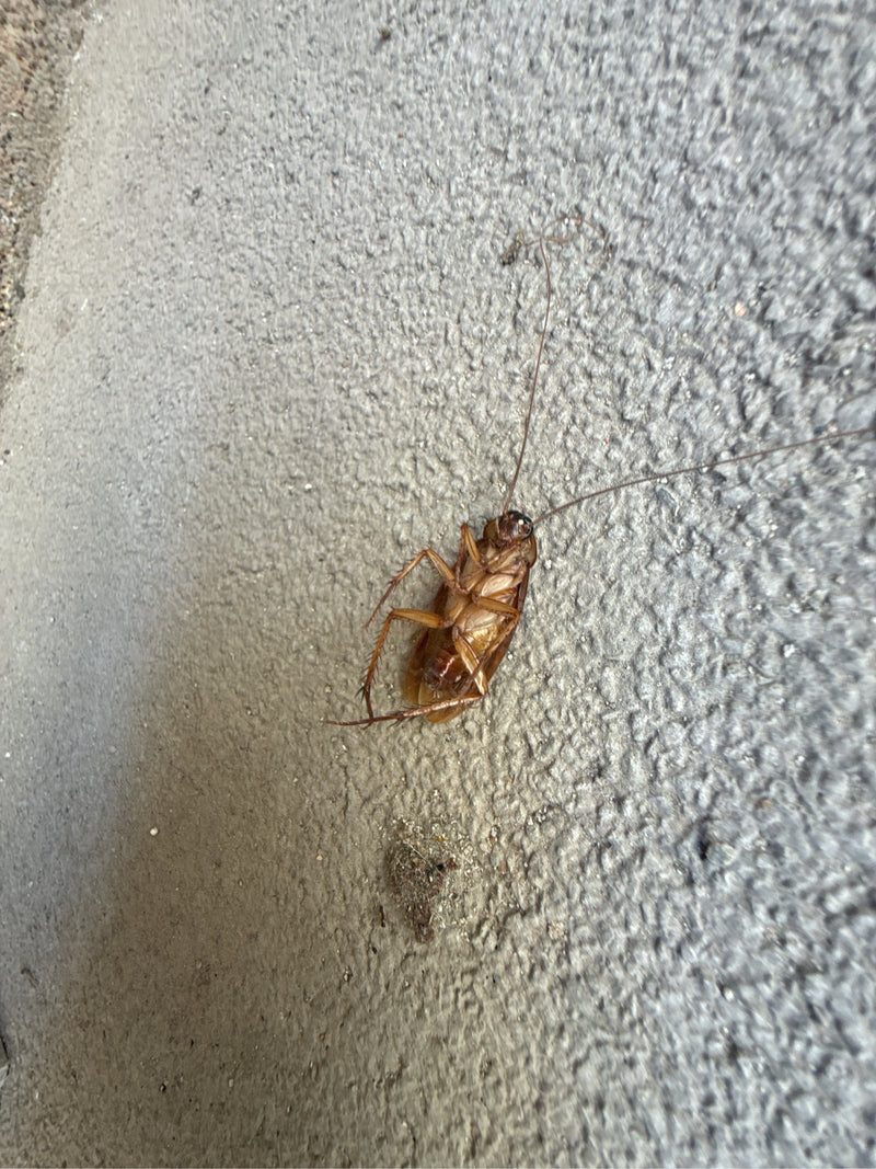 Grande blatte (Periplaneta sp.) — Bild 1