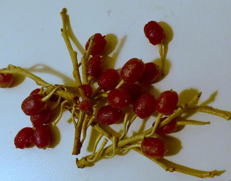 Gumi-Beere — photo 1 sur 1