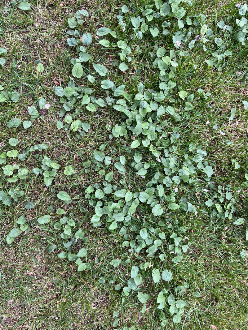 La photo montre une vue plongeante sur un tapis dense de lierre terrestre s'étalant à plat sur une pelouse. Les feuilles caractéristiques en forme de rein so...