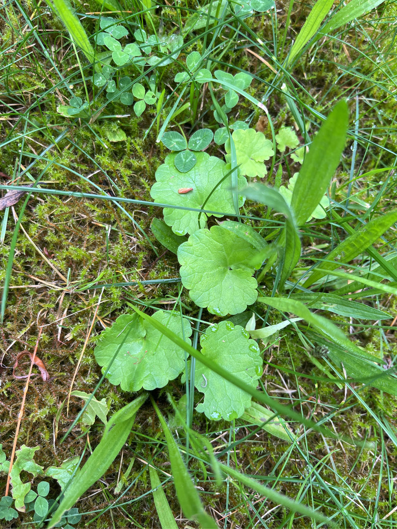 La photo montre les feuilles typiques, rondes et crénelées du lierre terrestre poussant parmi les herbes au sol.
