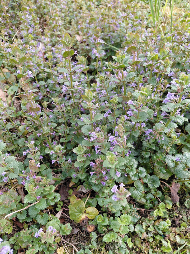 On peut voir un peuplement dense de lierre terrestre avec des feuilles en forme de rein et de petites fleurs violettes sur le sol. La photo montre les plante...