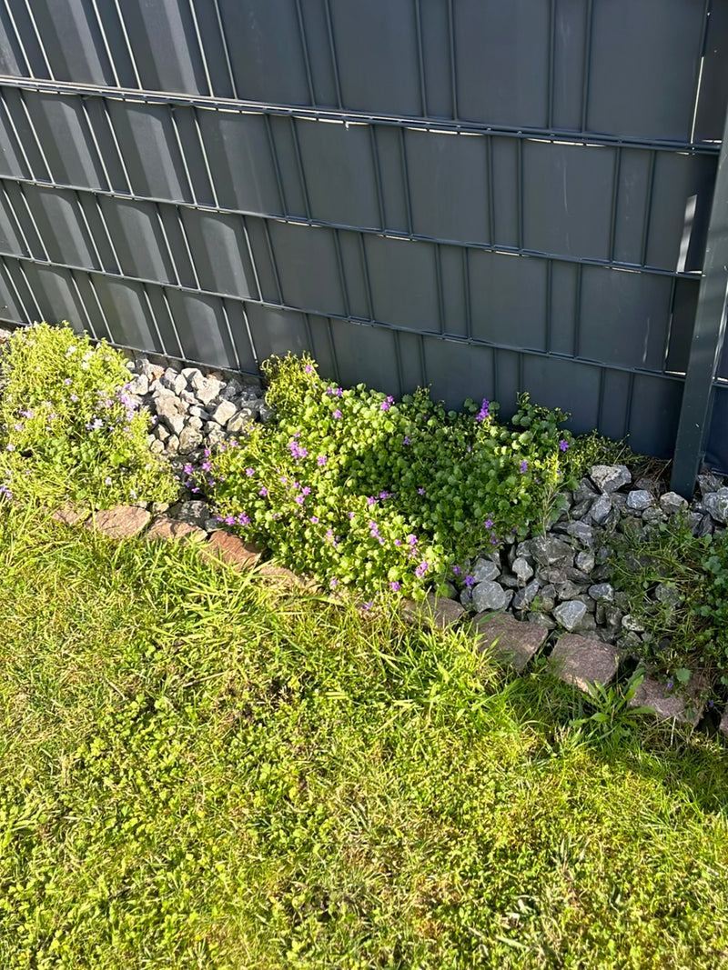 L'image montre un lierre terrestre en fleurs avec des fleurs violettes caractéristiques. Il pousse dans un parterre de jardin le long d'une clôture métalliqu...
