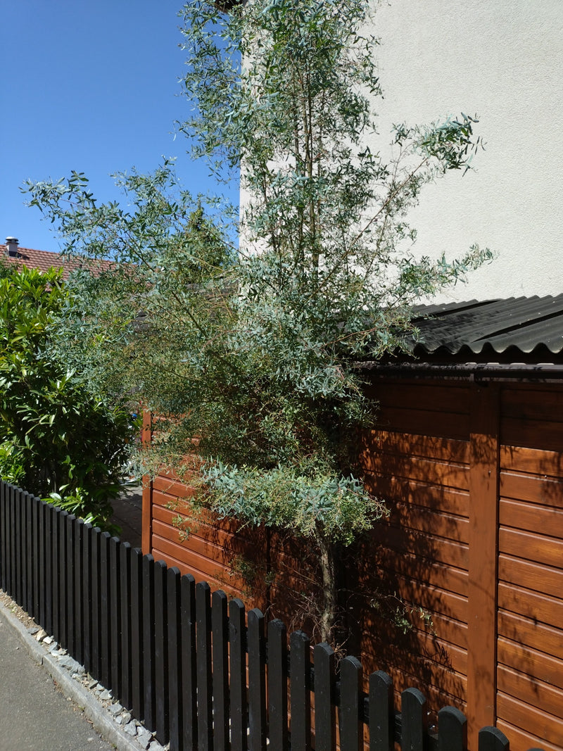 Eucalyptus Gunn — Bild 1