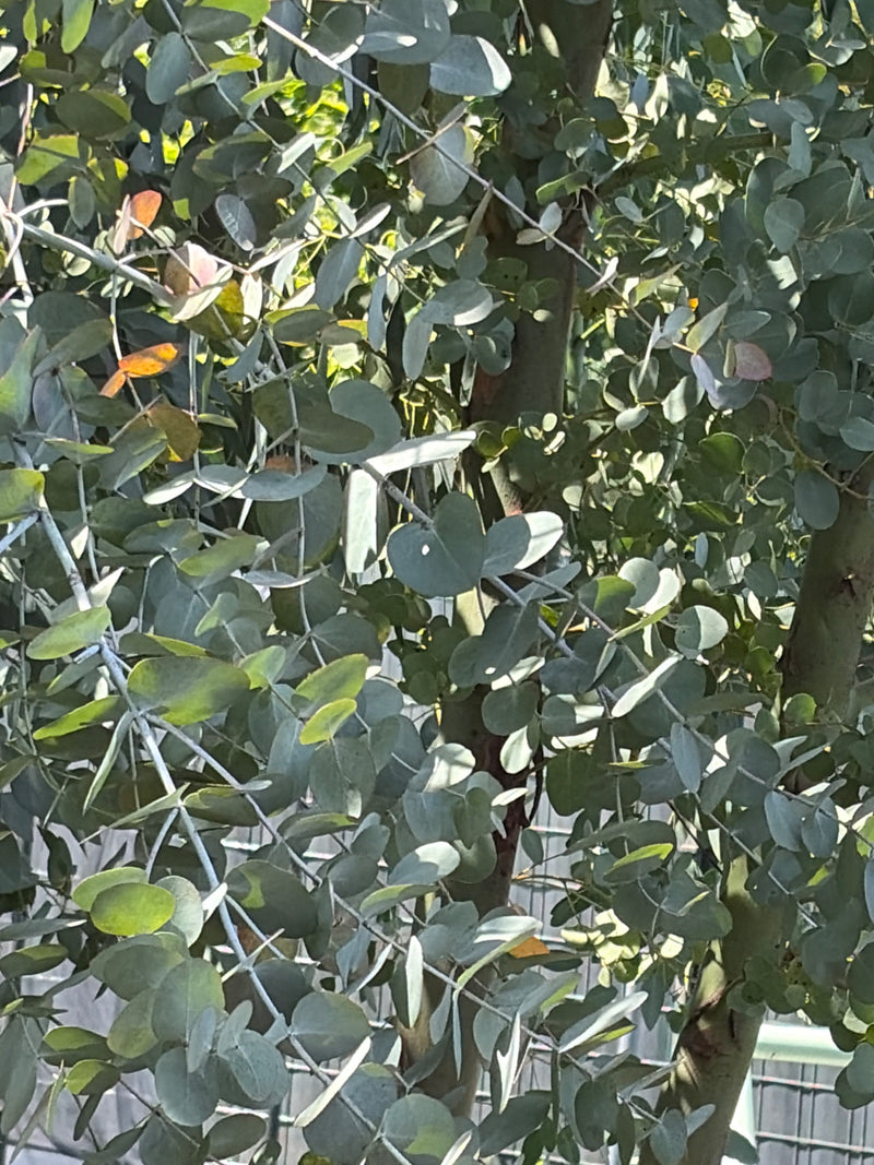 Eucalyptus Gunn — photo 3 sur 9
