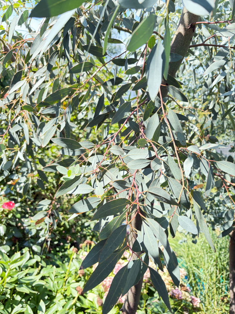 Eucalyptus Gunn — photo 1 sur 9