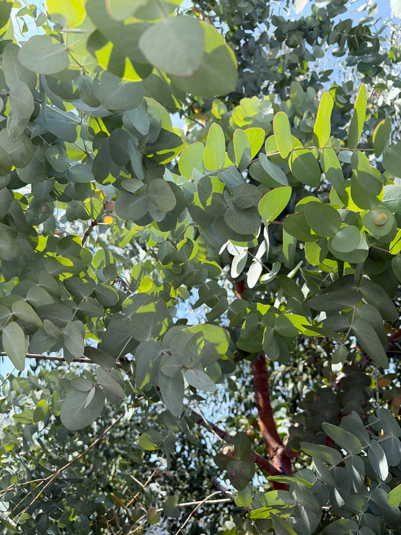 Eucalyptus Gunn — photo 5 sur 9