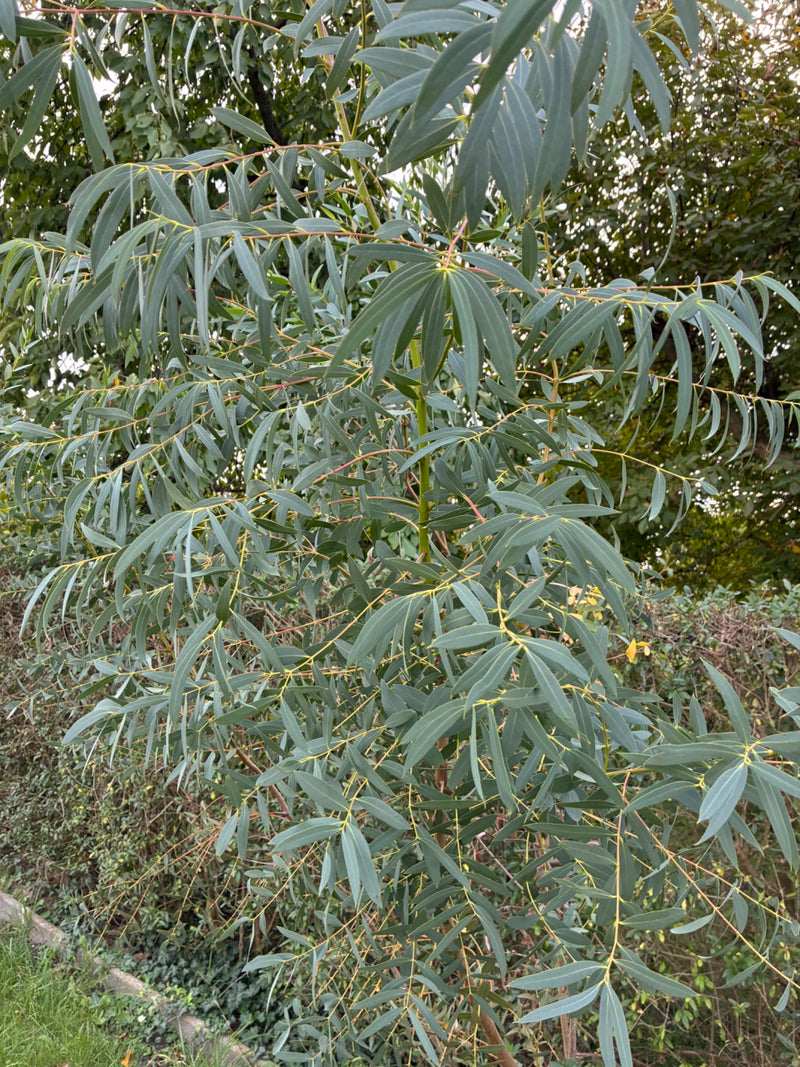 Un jeune gommier de Gunn aux branches denses et aux feuilles étroites vert bleuté devant une haie.