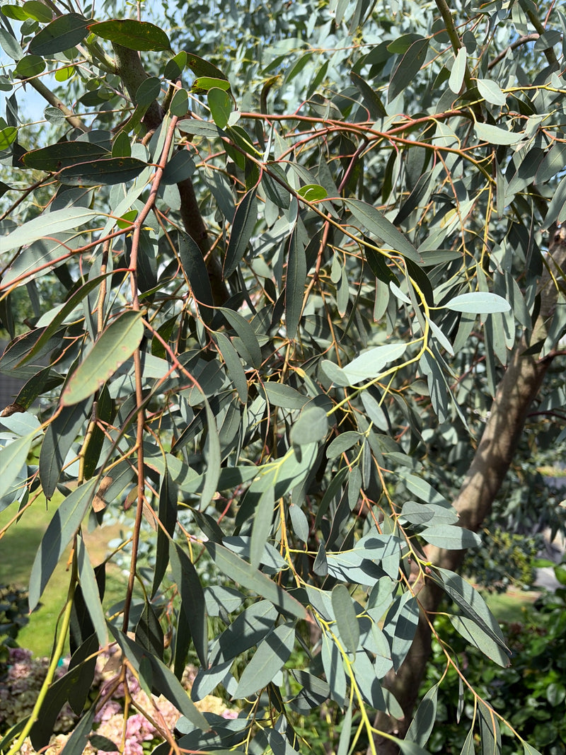 Eucalyptus Gunn — photo 2 sur 9