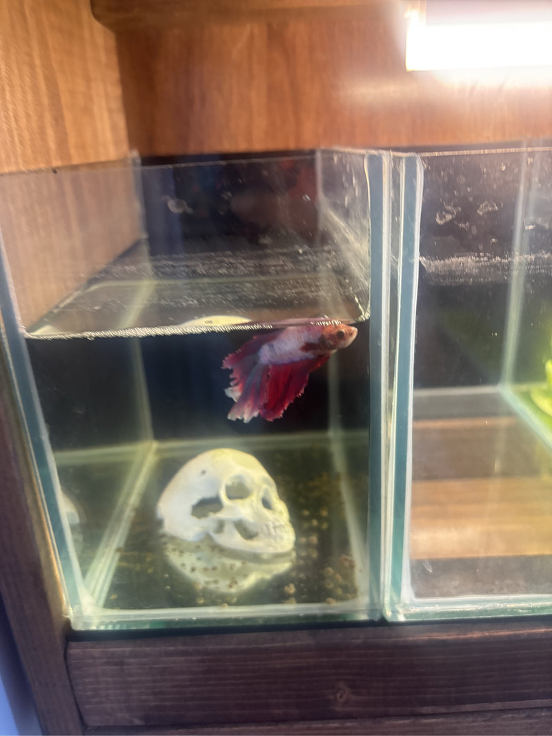 guppy — Bild 4