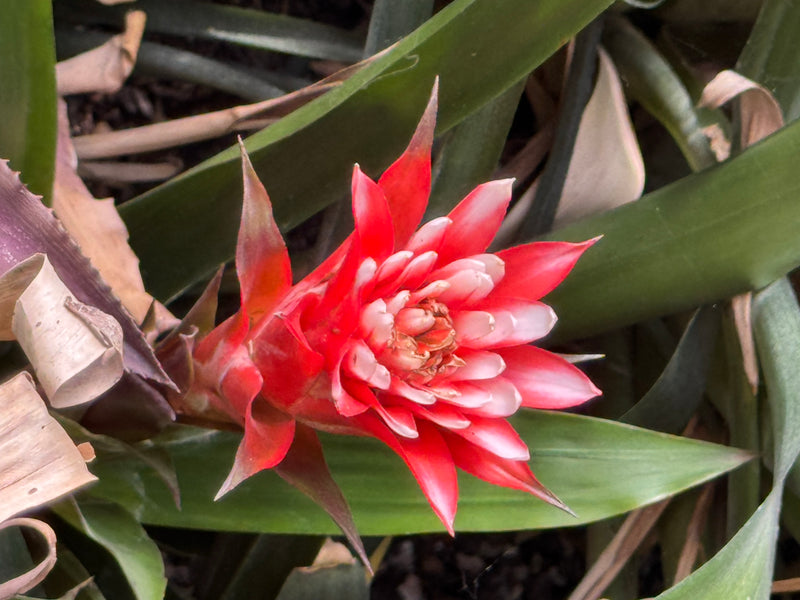 Une Guzmania lingulata en fleur avec des bractées rouge vif au milieu d'un feuillage vert.