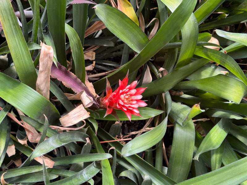 Une Guzmania lingulata avec une inflorescence rouge frappante entourée de feuilles vertes denses.