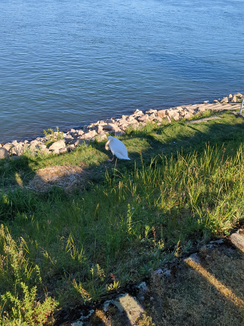 Cygne muet — Bild 1
