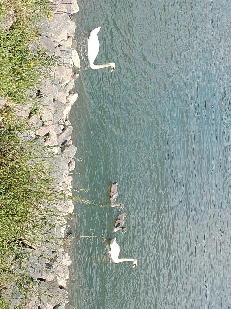 Sur l'eau près d'une rive rocheuse, deux cygnes tuberculés blancs nagent avec plusieurs jeunes gris. Les animaux sont clairement visibles en vue plongeante.
