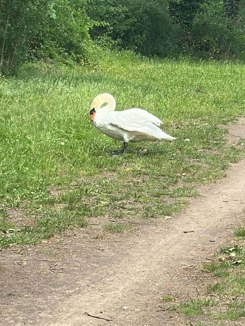 Un cygne tuberculé se tient sur un chemin herbeux dans la verdure. Il a son plumage blanc typique et son bec orange et noir.