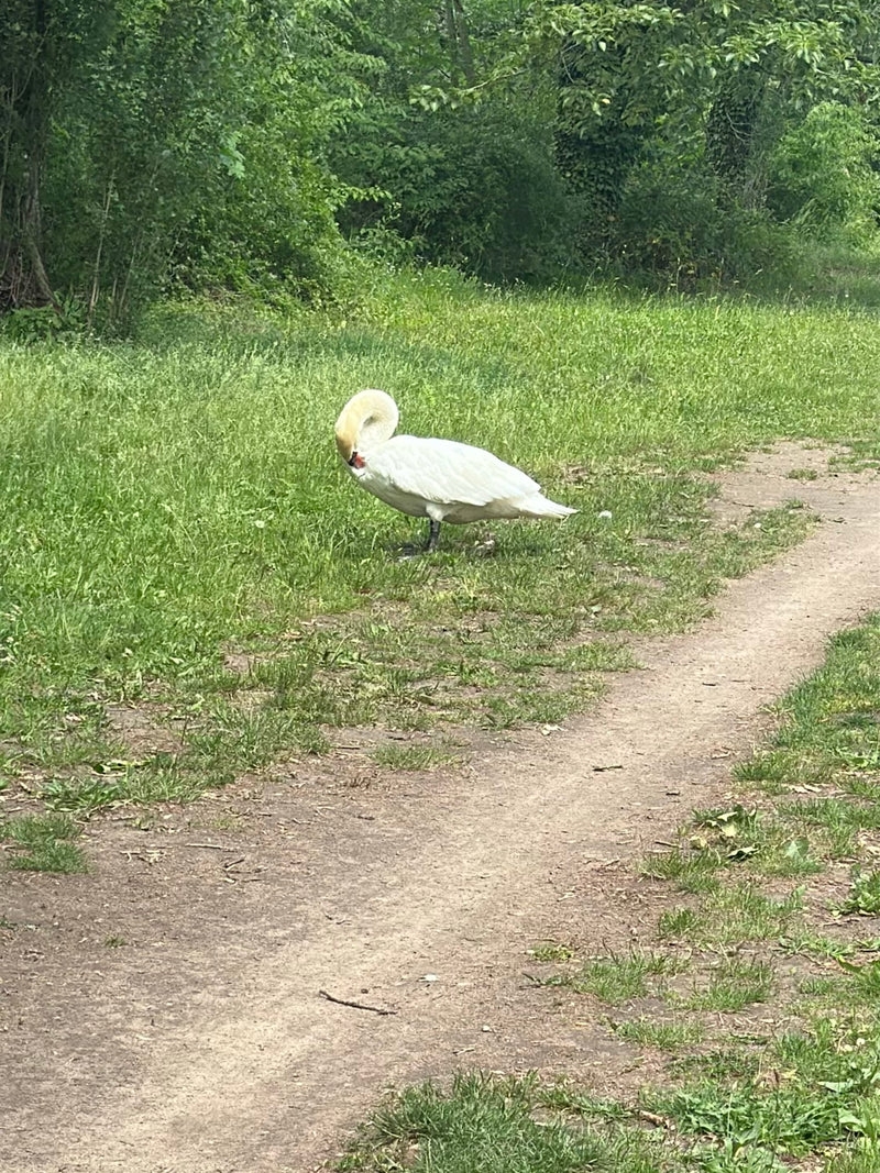 Un cygne tuberculé se tient dans l'herbe verte à côté d'un chemin, la tête inclinée. Son plumage blanc et son bec rouge caractéristique sont bien visibles.