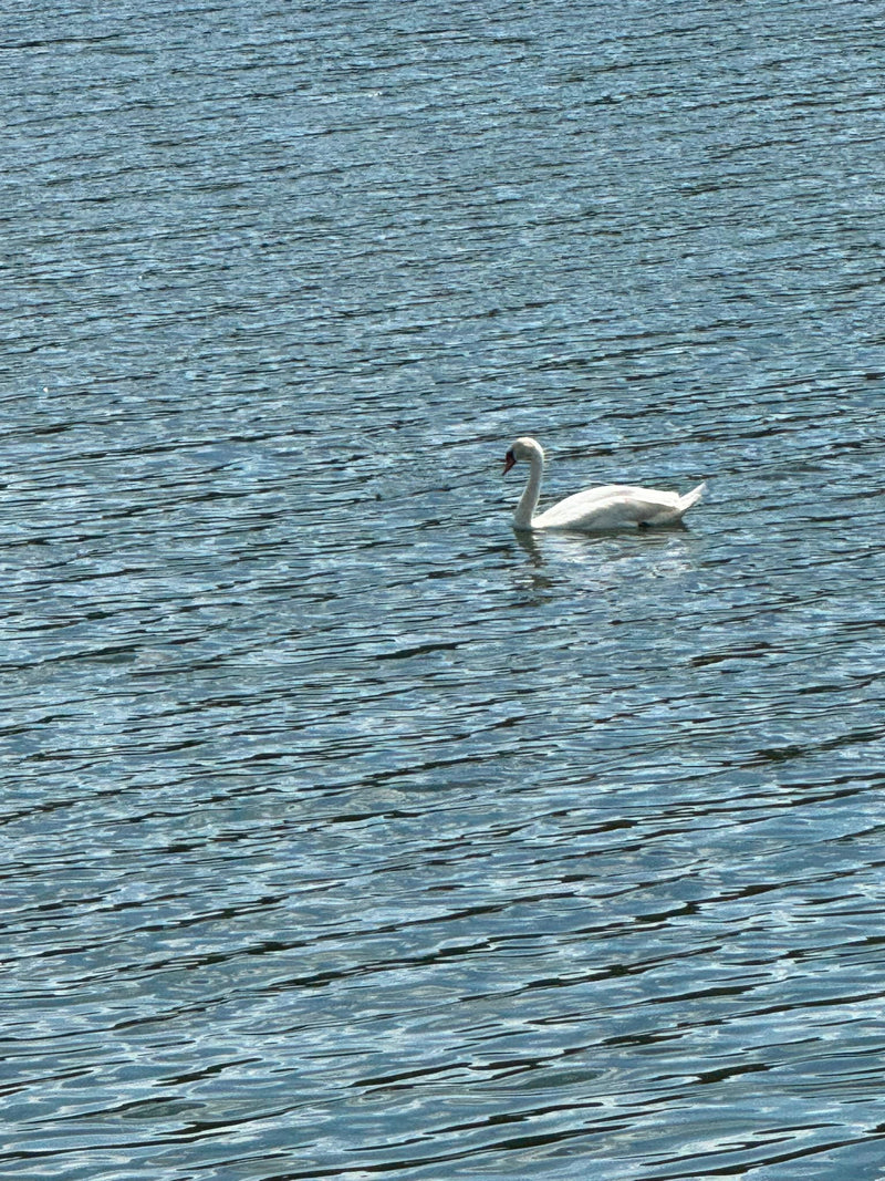 Un cygne tuberculé blanc nage sur l'eau agitée d'un lac. L'oiseau est bien visible.