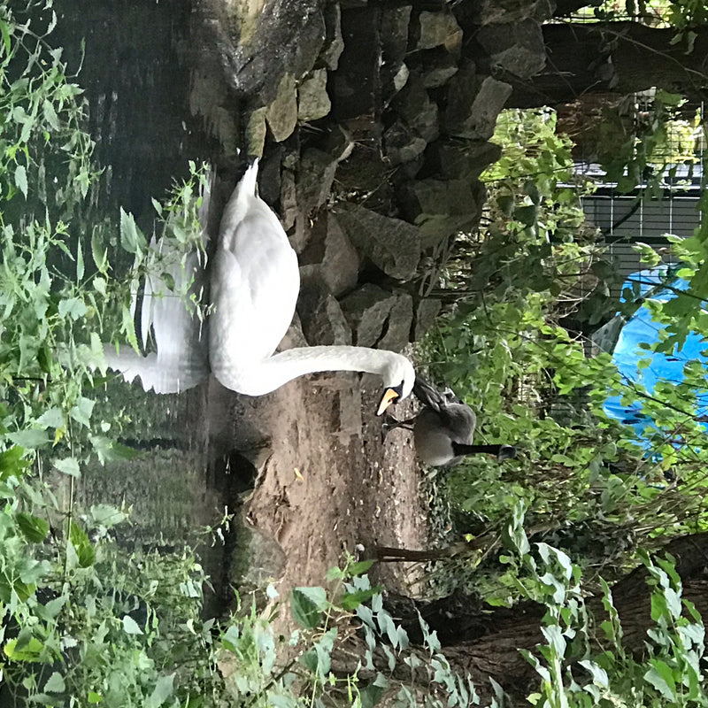 Un cygne tuberculé se tient sur la rive pierreuse d'un plan d'eau, tandis qu'une bernache du Canada est visible à l'arrière-plan. Le plumage blanc du cygne c...