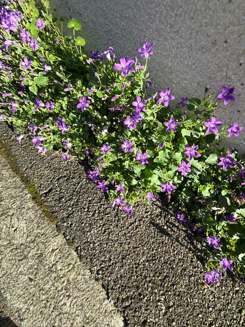 Campanule suspendue — Bild 1