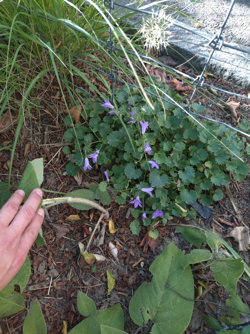 On voit une campanule de Poscharsky avec des fleurs mauves et des feuilles rondes poussant sur le sol près d'une clôture.