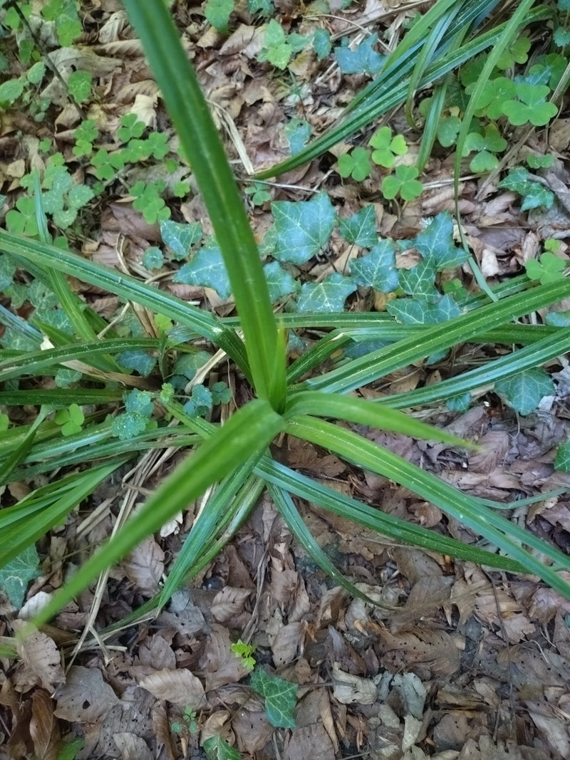 Carex suspendu — Bild 1