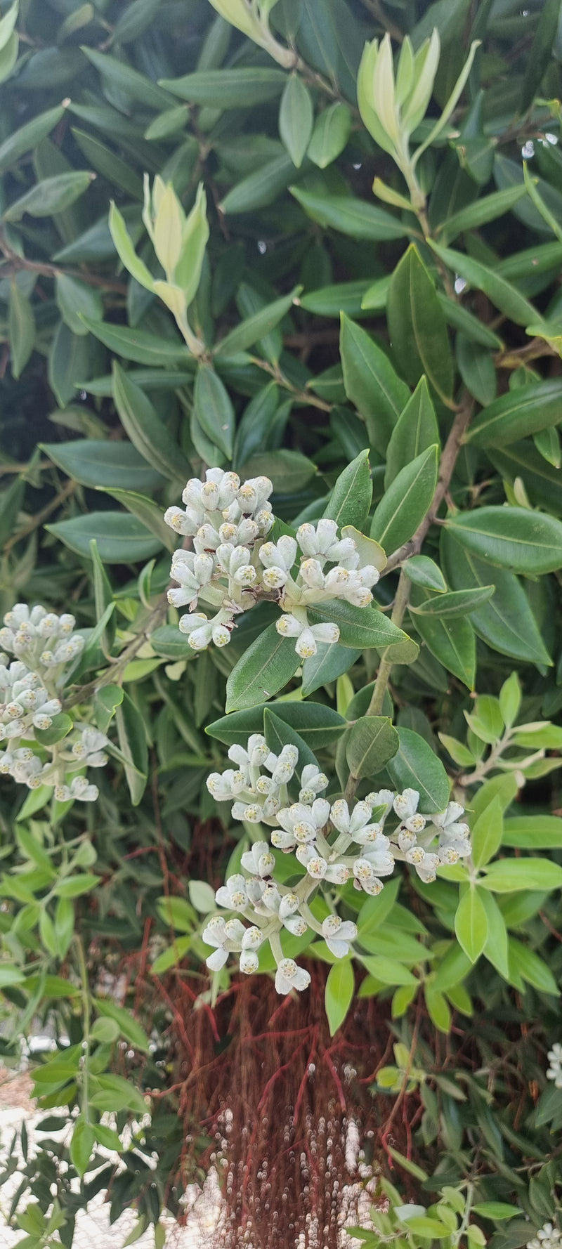 Marguerite Haast — Bild 1