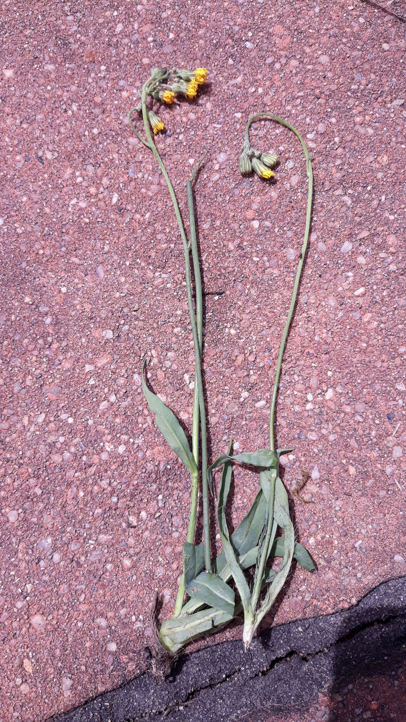 épervière — Bild 2