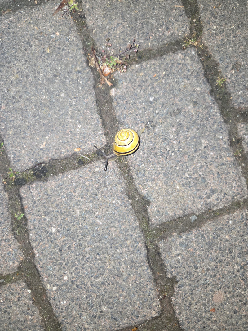 Escargot ruban Grove — Bild 1