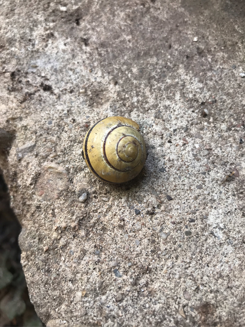 Escargot ruban Grove — photo 4 sur 29