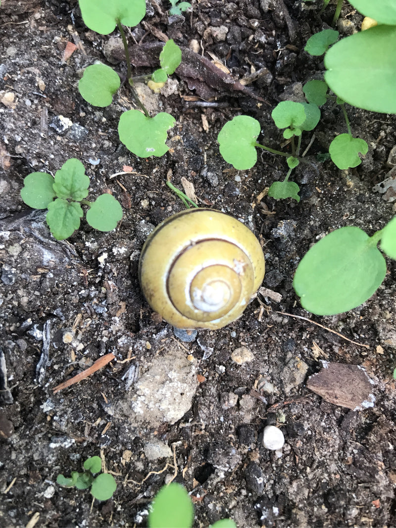 Sur le sol sombre se trouve un escargot des bois jaune aux bandes sombres bien marquées. L'animal est entouré de petites plantules vertes.