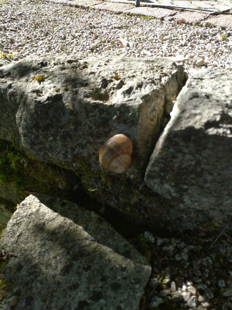 L'image montre un escargot des bois avec sa coquille caractéristique. Il est posé sur un mur en pierre grise au soleil.