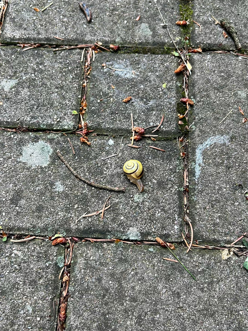 Un escargot des bois jaune à bandes sombres sur sa coquille rampe sur des dalles de pierre grise. Il est entouré de petits twigs et de débris végétaux éparpi...