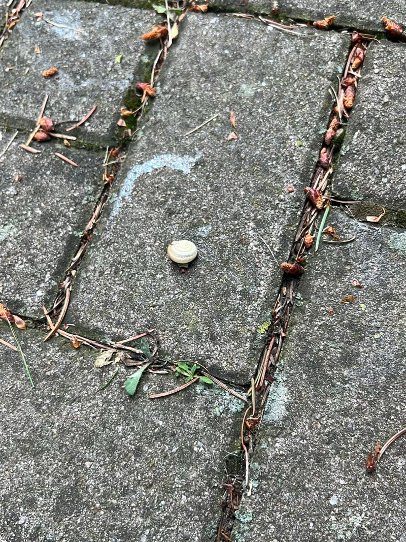 Un petit escargot des bois est posé sur des dalles de pierre grises. Des débris végétaux l'entourent.