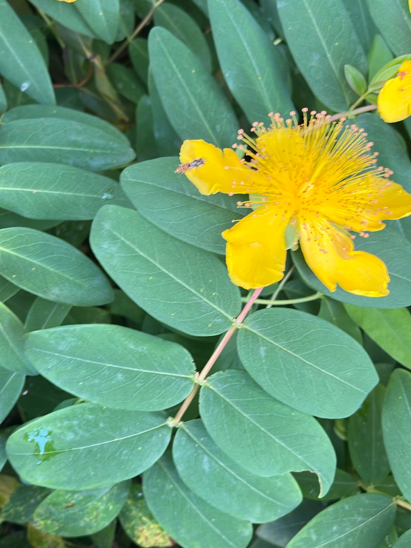 Hoverfly du bosquet — Bild 3