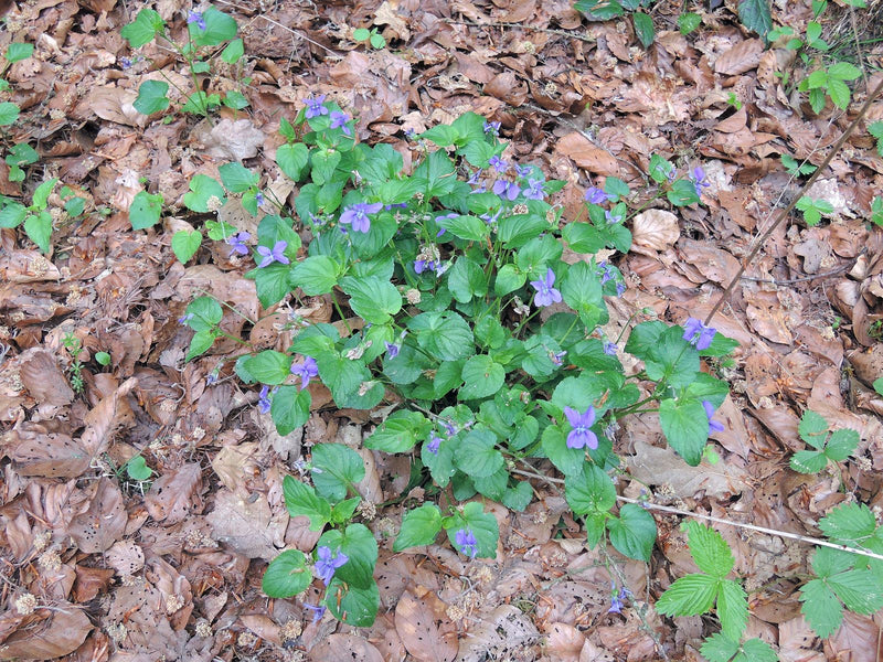 Violettes du bosquet — Bild 1