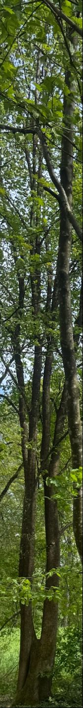 On y voit le tronc caractéristique légèrement torsadé et le feuillage vert d'un charme dans une forêt. L'arbre se trouve sur un sol forestier naturel.